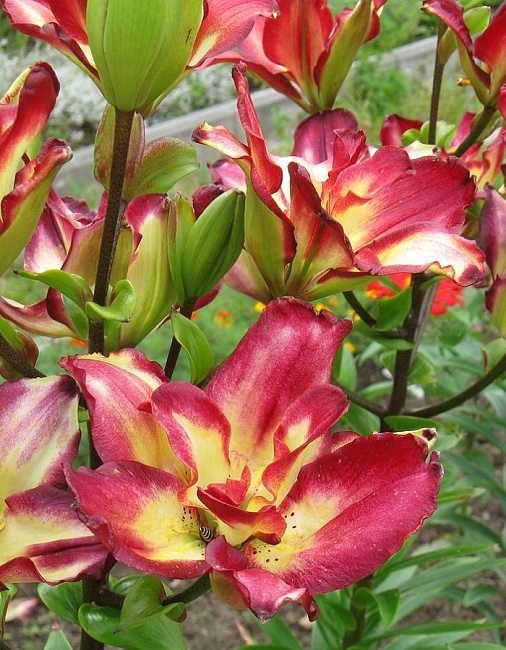 Лилия Дабл Сенсейшен 